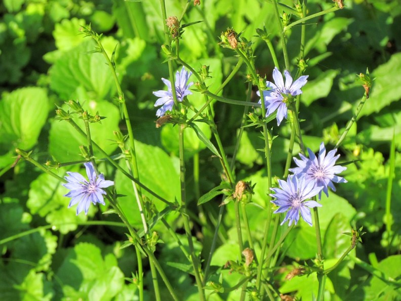 chicory 072611